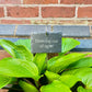 "Thriving out of spite" Plant tag and stake