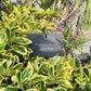 "Photosynthesis and Chill" Plant tag and stake