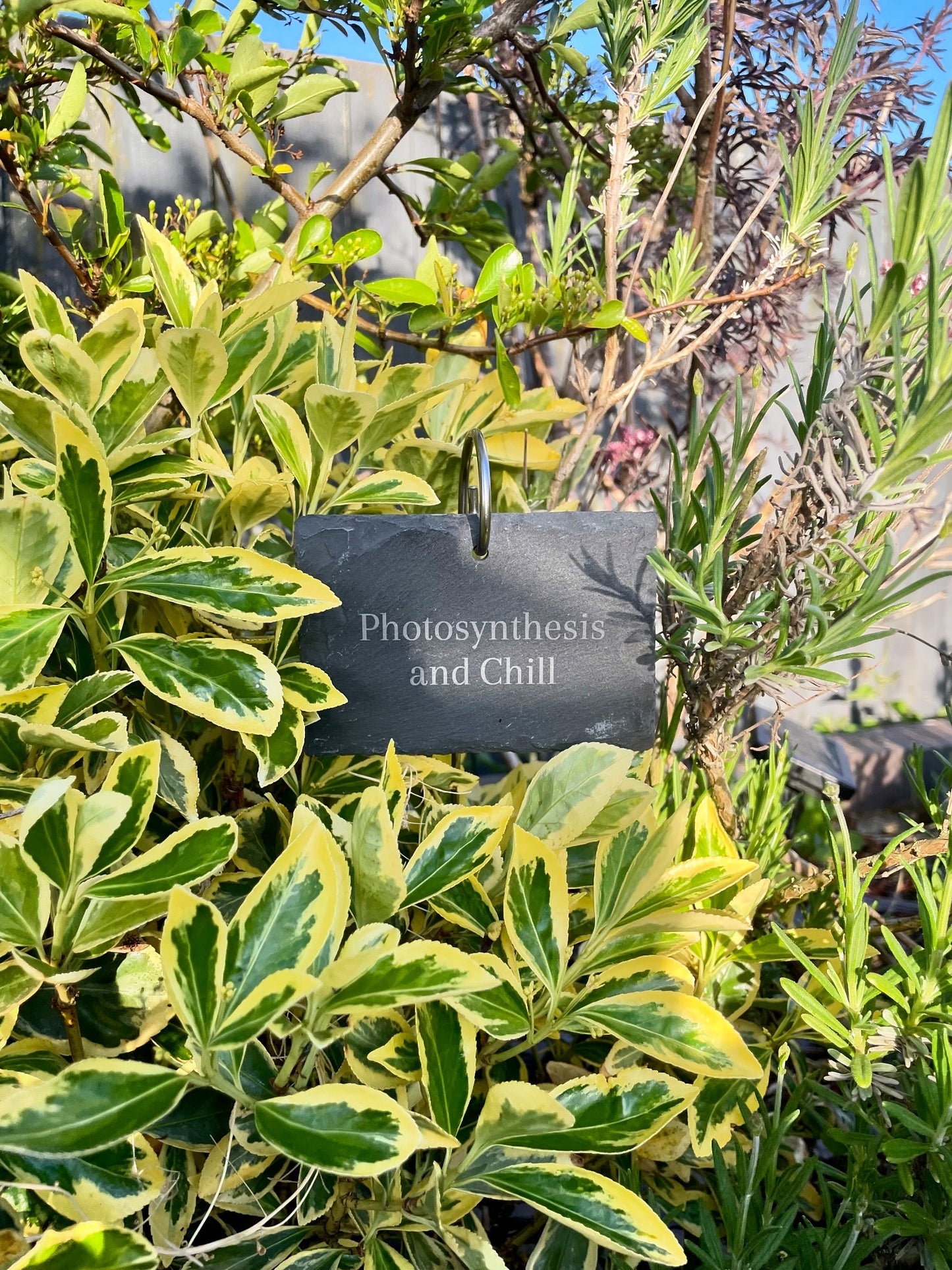 "Photosynthesis and Chill" Plant tag and stake