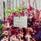 "Rooting for you!" Plant tag and stake